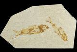 Two Bargain Fossil Fish (Knightia) - Wyoming #183178-1